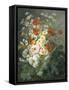 Still Life of Daisies and Poppies-Pierre Gontier-Framed Stretched Canvas