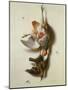 Still Life of Dead Game, 17Th Century-Jacobus Biltius-Mounted Giclee Print