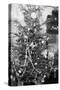 Still Life of Early 20Th Century Christmas Tree, Ca. 1910.-Kirn Vintage Stock-Stretched Canvas