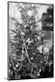 Still Life of Early 20Th Century Christmas Tree, Ca. 1910.-Kirn Vintage Stock-Mounted Photographic Print