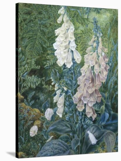 Still Life of Foxgloves-Mary Margetts-Stretched Canvas