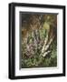 Still Life of Heather and Butterflies-Albert Lucas-Framed Giclee Print