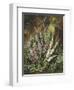 Still Life of Heather and Butterflies-Albert Lucas-Framed Giclee Print