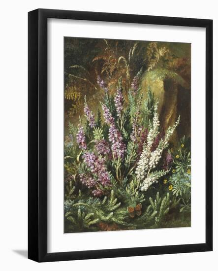 Still Life of Heather and Butterflies-Albert Lucas-Framed Giclee Print