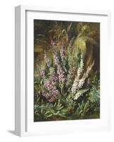 Still Life of Heather and Butterflies-Albert Lucas-Framed Giclee Print