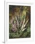 Still Life of Heather and Butterflies-Albert Lucas-Framed Giclee Print