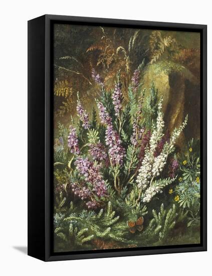 Still Life of Heather and Butterflies-Albert Lucas-Framed Stretched Canvas