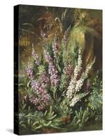 Still Life of Heather and Butterflies-Albert Lucas-Stretched Canvas