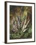 Still Life of Heather and Butterflies-Albert Lucas-Framed Giclee Print