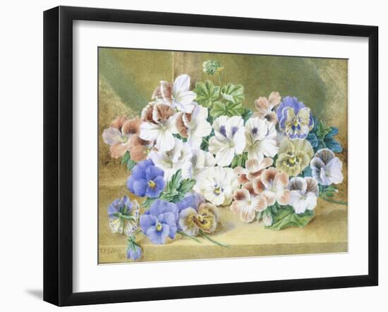 Still Life of Pansies and Pelargoniums-Thomas Collier-Framed Giclee Print