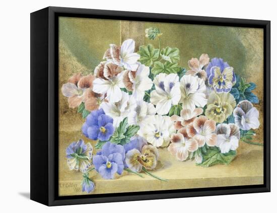 Still Life of Pansies and Pelargoniums-Thomas Collier-Framed Stretched Canvas