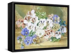 Still Life of Pansies and Pelargoniums-Thomas Collier-Framed Stretched Canvas