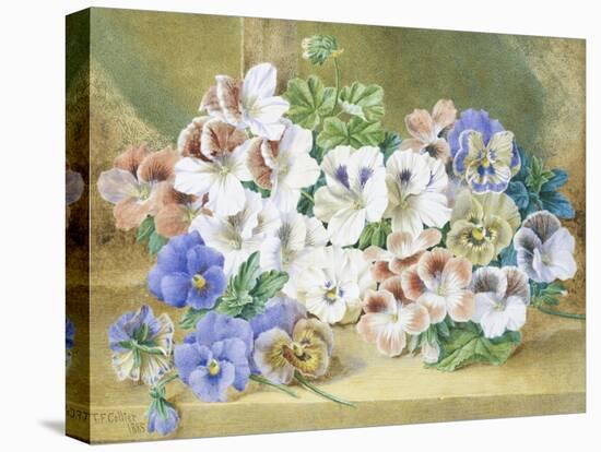 Still Life of Pansies and Pelargoniums-Thomas Collier-Stretched Canvas