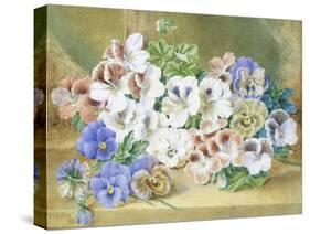 Still Life of Pansies and Pelargoniums-Thomas Collier-Stretched Canvas