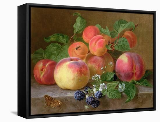 Still Life of Peaches-Henriette Ronner-Knip-Framed Stretched Canvas