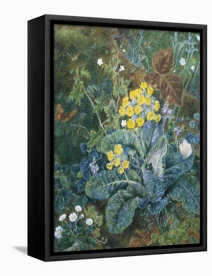 Still Life of Polyanthus and Butterfly-Mary Margetts-Framed Stretched Canvas