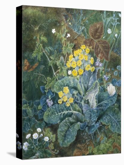 Still Life of Polyanthus and Butterfly-Mary Margetts-Stretched Canvas