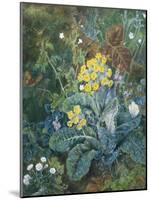 Still Life of Polyanthus and Butterfly-Mary Margetts-Mounted Giclee Print