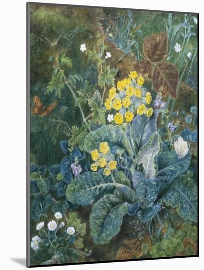 Still Life of Polyanthus and Butterfly-Mary Margetts-Mounted Giclee Print