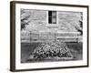 Still Life of Tulip Garden, Ca. 1905-null-Framed Photographic Print