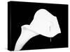 Still Life Shot of Pierced Calla Lily Flower-null-Stretched Canvas