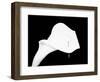 Still Life Shot of Pierced Calla Lily Flower-null-Framed Photographic Print