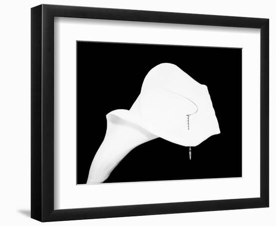 Still Life Shot of Pierced Calla Lily Flower-null-Framed Photographic Print