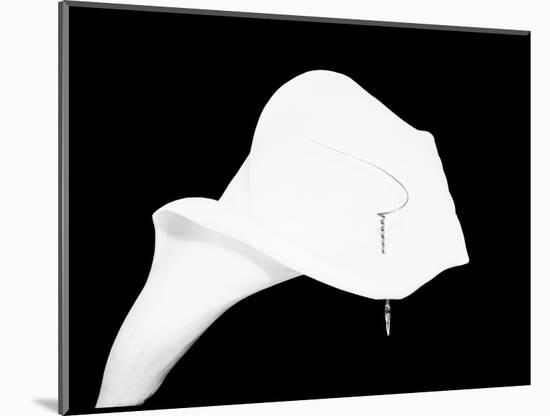 Still Life Shot of Pierced Calla Lily Flower-null-Mounted Photographic Print