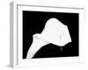 Still Life Shot of Pierced Calla Lily Flower-null-Framed Premium Photographic Print