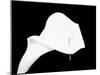 Still Life Shot of Pierced Calla Lily Flower-null-Mounted Premium Photographic Print