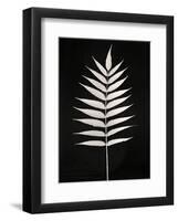 Still Life, Study #1-Andrew Ren-Framed Art Print