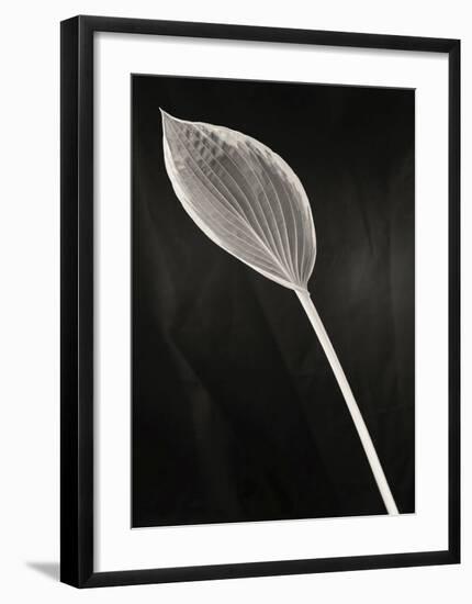 Still Life, Study #2-Andrew Ren-Framed Art Print