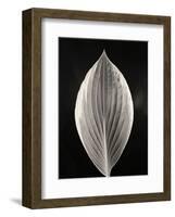 Still Life, Study #3-Andrew Ren-Framed Art Print