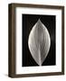 Still Life, Study #3-Andrew Ren-Framed Art Print