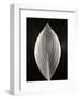 Still Life, Study #3-Andrew Ren-Framed Art Print