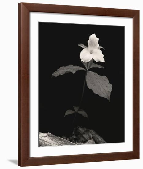 Still Life, Study #4-Andrew Ren-Framed Art Print