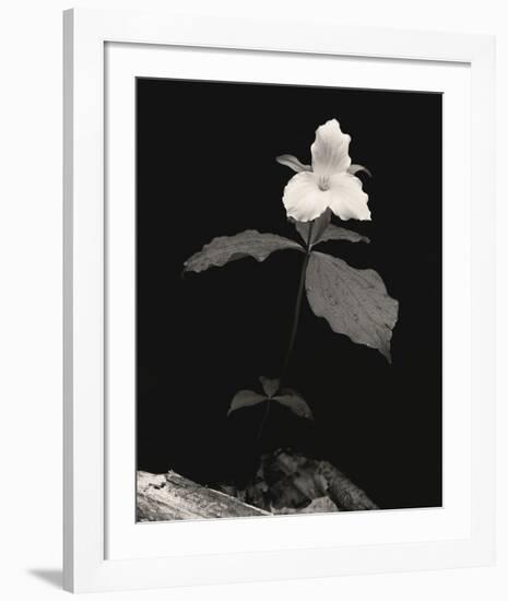 Still Life, Study #4-Andrew Ren-Framed Art Print