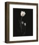 Still Life, Study #6-Andrew Ren-Framed Art Print