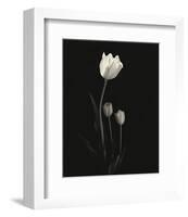 Still Life, Study #6-Andrew Ren-Framed Art Print