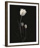 Still Life, Study #6-Andrew Ren-Framed Art Print