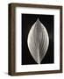 Still Life, Study, no. 3-Andrew Ren-Framed Giclee Print