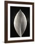 Still Life, Study, no. 3-Andrew Ren-Framed Giclee Print