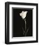 Still Life, Study, no. 5-Andrew Ren-Framed Giclee Print