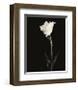 Still Life, Study, no. 5-Andrew Ren-Framed Giclee Print