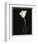 Still Life, Study, no. 5-Andrew Ren-Framed Giclee Print