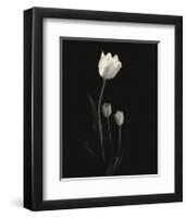 Still Life, Study, no. 6-Andrew Ren-Framed Giclee Print