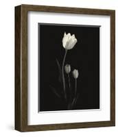 Still Life, Study, no. 6-Andrew Ren-Framed Giclee Print