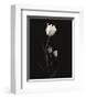 Still Life, Study, no. 6-Andrew Ren-Framed Giclee Print