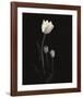 Still Life, Study, no. 6-Andrew Ren-Framed Giclee Print