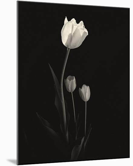 Still Life, Study, no. 6-Andrew Ren-Mounted Giclee Print